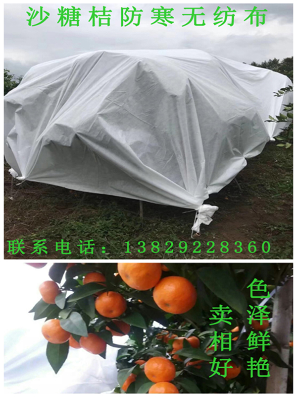 沙糖桔防寒无纺布.jpg