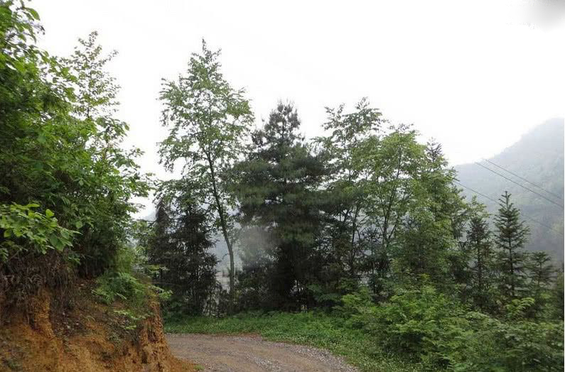 山村1.jpg