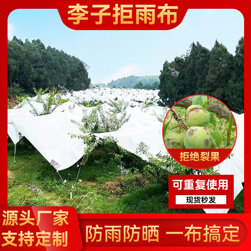 守护甜蜜，青脆李的防雨布守护伞